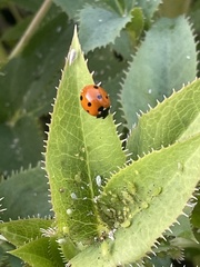 Coccinella septempunctata