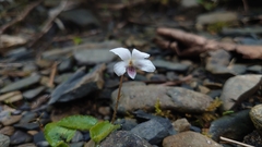 Viola adenothrix