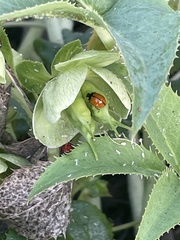 Coccinella californica