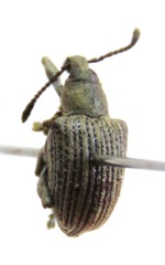 Cydianerus argenteus