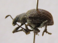 Cydianerus argenteus