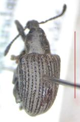 Cydianerus argenteus