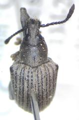 Cydianerus argenteus
