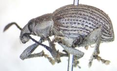 Cydianerus argenteus