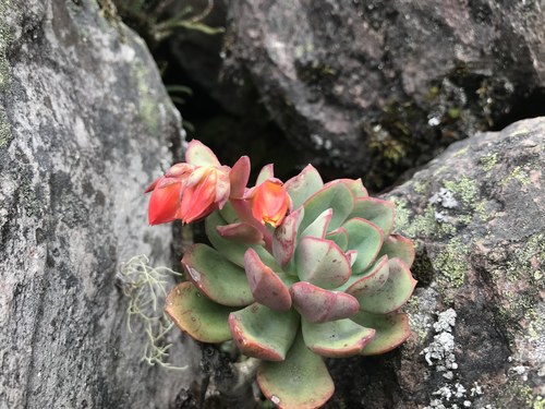 Echeveria quitensis