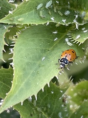 Hippodamia convergens