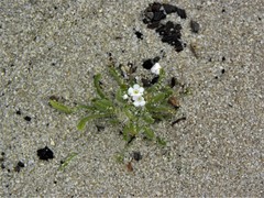 Cryptantha leiocarpa