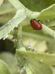 Hippodamia quinquesignata ambigua
