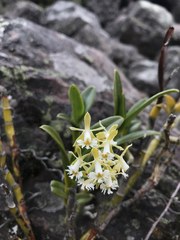 Epidendrum brevivenium
