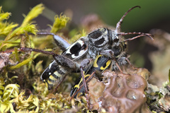 Neoclytus conjunctus