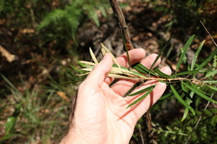 Astrotricha longifolia