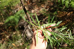 Astrotricha longifolia