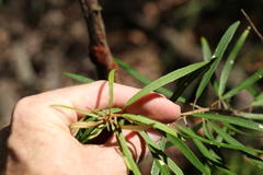 Astrotricha longifolia