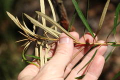 Astrotricha longifolia