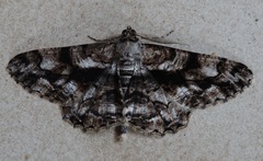 Peribatodes umbraria