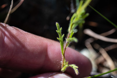 Layia septentrionalis