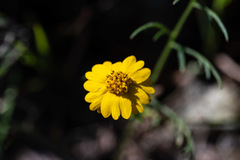 Layia septentrionalis