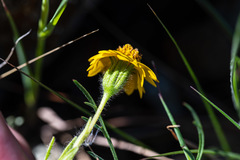 Layia septentrionalis