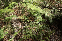 Astrotricha longifolia