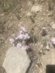 Phlox stansburyi