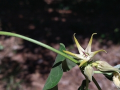 Oxypetalum appendiculatum