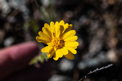 Layia septentrionalis