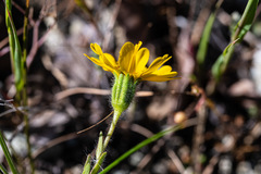Layia septentrionalis
