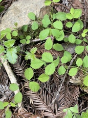 Rosa spithamea
