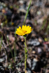 Layia septentrionalis