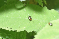 Hemipyxis quadrimaculata
