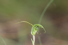 Pterostylis laxa