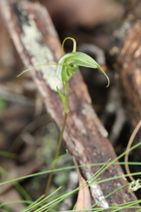 Pterostylis laxa