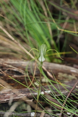 Pterostylis laxa