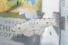 Lassaba parvalbidaria