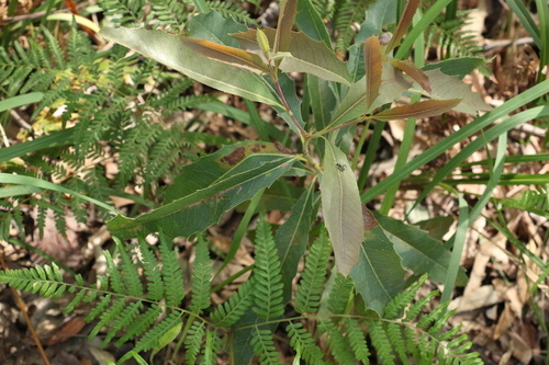 Image of Xylomelum salicinum by (c) Greg Tasney, some rights reserved (CC BY-SA)