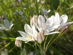Triteleia peduncularis