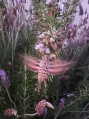 Hyles lineata