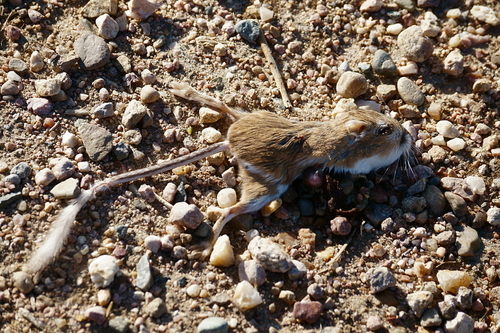 Ord's Kangaroo Rat