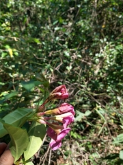 Temnadenia violacea