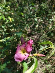 Temnadenia violacea