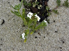Cryptantha leiocarpa