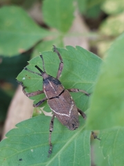 Cryptoderma formosense