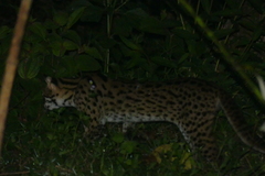 Prionailurus javanensis