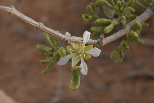 Image of Tetraena dumosa by (c) Mitch Van Dyke, some rights reserved (CC BY)