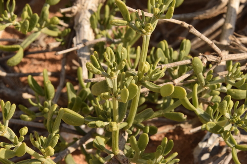 Image of Tetraena dumosa by (c) Mitch Van Dyke, some rights reserved (CC BY)