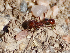 Pogonomyrmex occidentalis