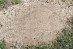 Pogonomyrmex occidentalis