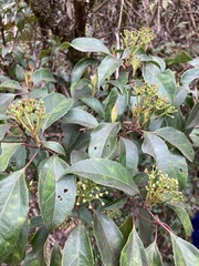 Viburnum propinquum