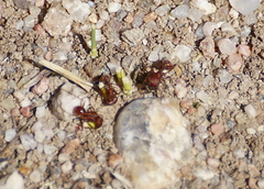 Pogonomyrmex occidentalis