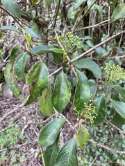 Viburnum propinquum